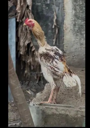 rooster