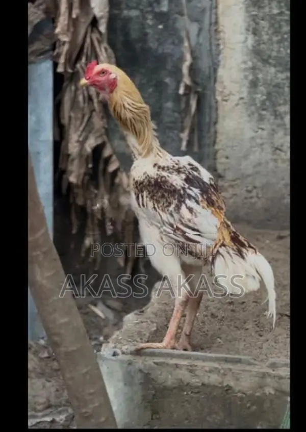 rooster