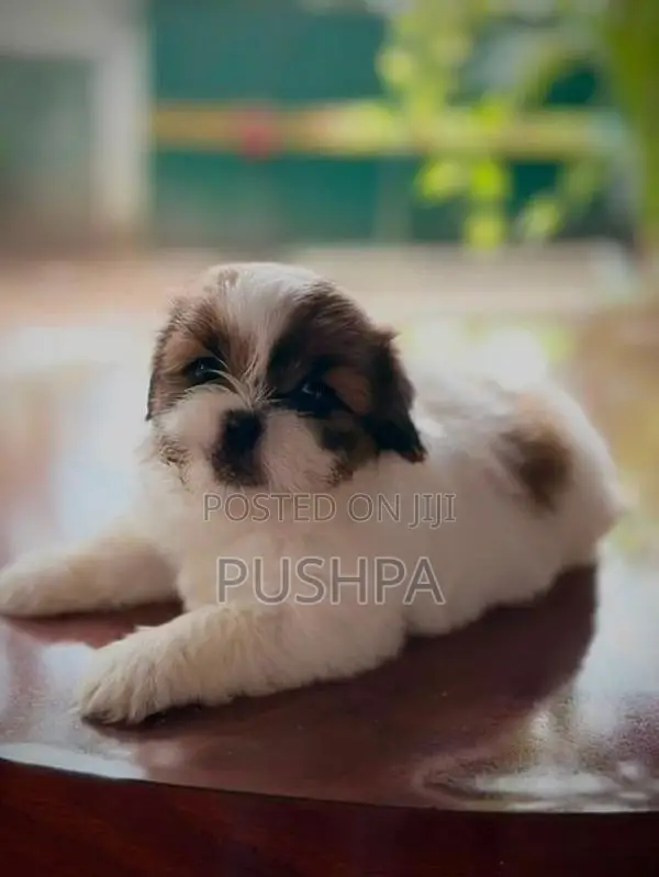 Shih Tzu Puppies