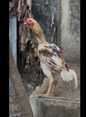 rooster