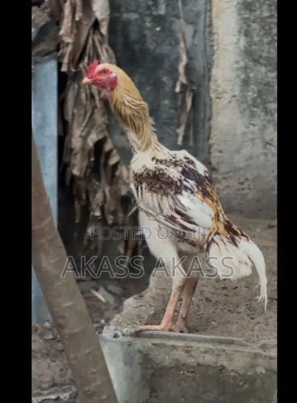 rooster