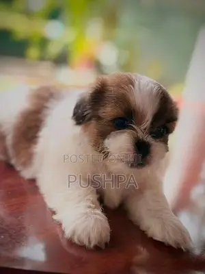 Shih Tzu Puppies