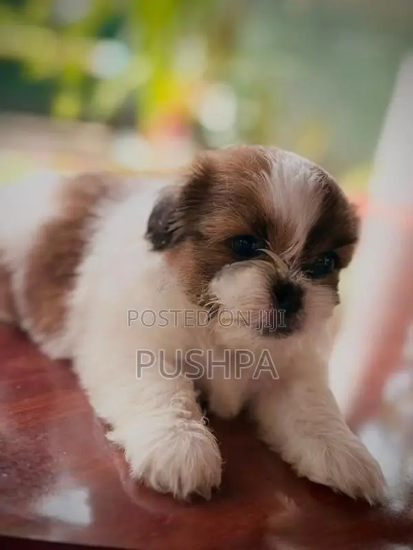 Shih Tzu Puppies
