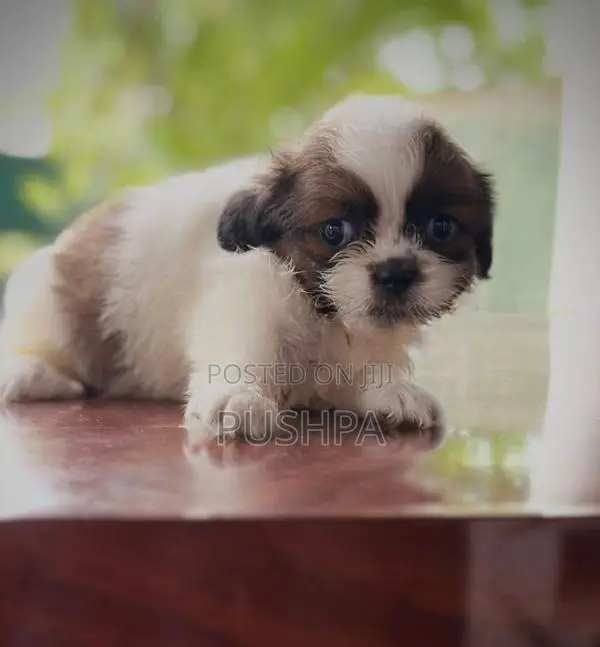 Shih Tzu Puppies