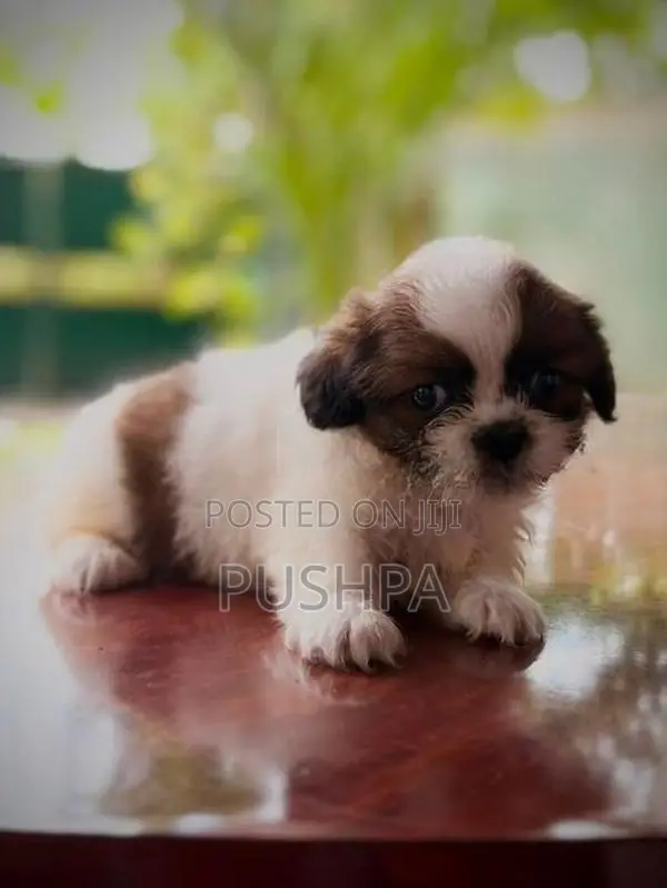 Shih Tzu Puppies