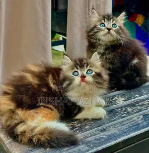 Maine Coon breed kittens (cat)
