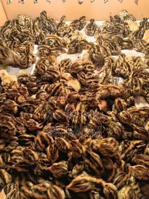 Quail Chicks
