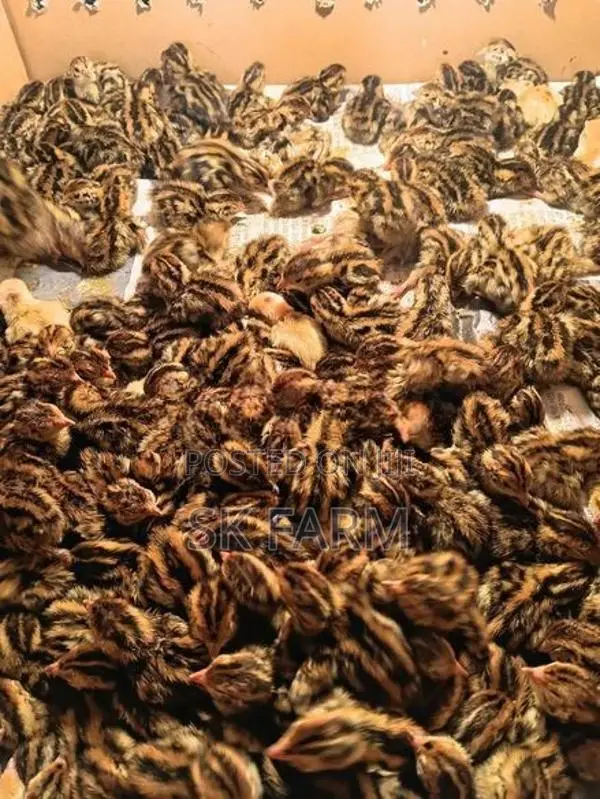 Quail Chicks