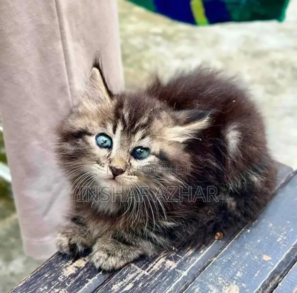 Maine Coon breed kittens (cat)