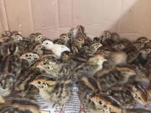 Quail Chicks