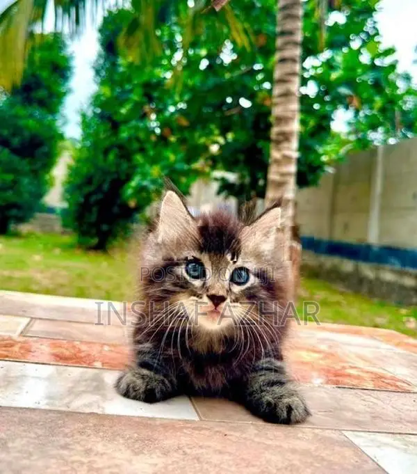 Maine Coon breed kittens (cat)