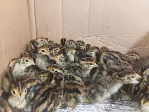 Quail Chicks