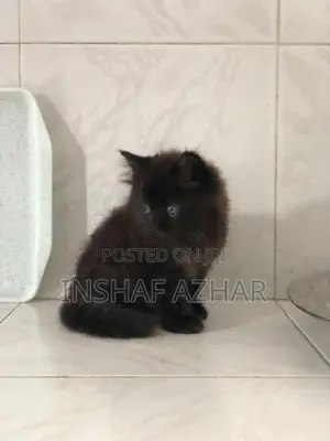 Maine Coon breed kittens (cat)