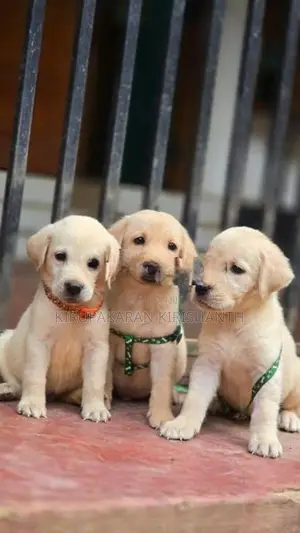 Labrador Puppies