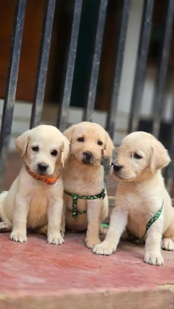 Labrador Puppies