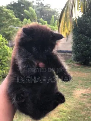 Maine Coon breed kittens (cat)