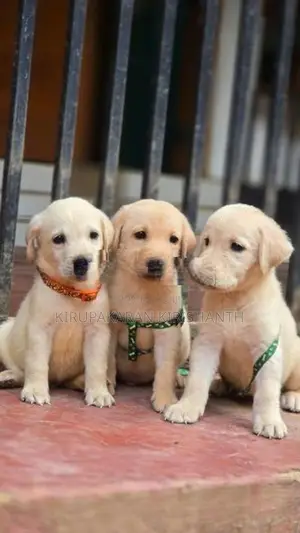 Labrador Puppies