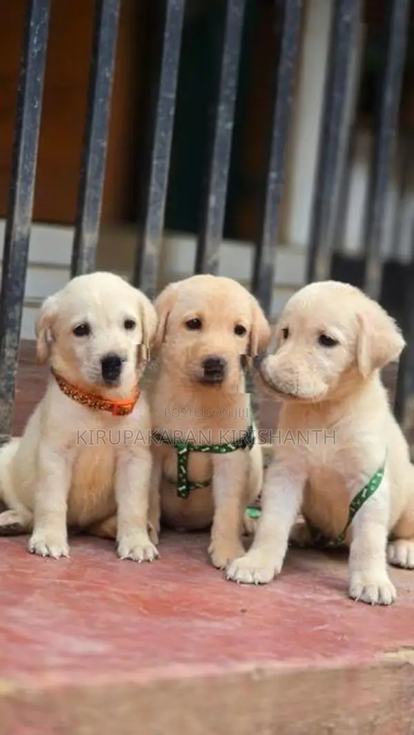 Labrador Puppies