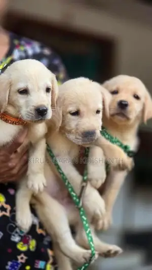 Labrador Puppies