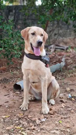 Labrador Puppies