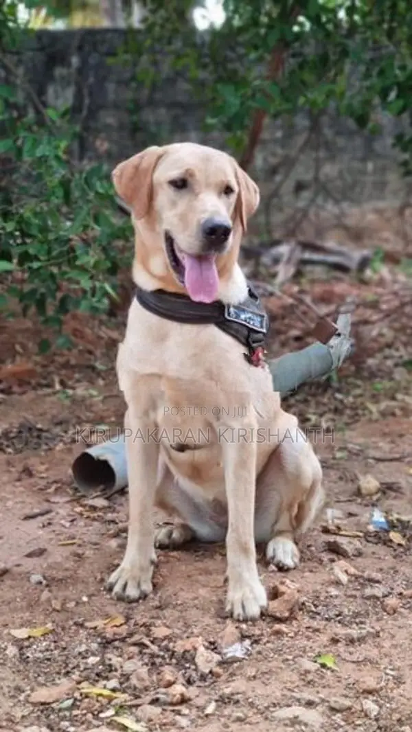 Labrador Puppies
