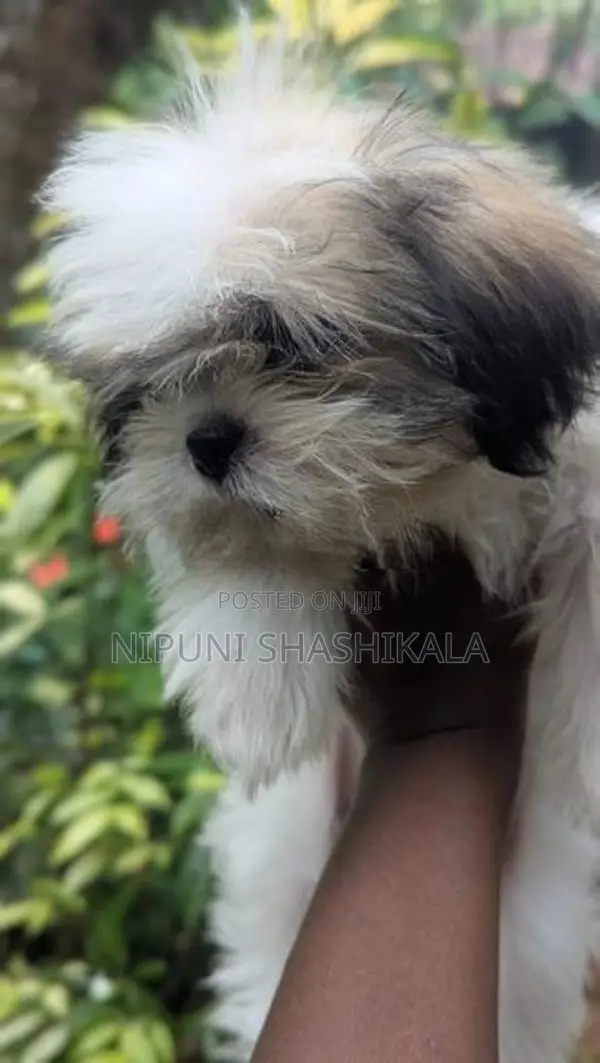 Shih Tzu Puppy