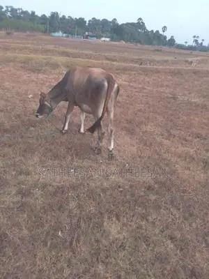 Farm Cows