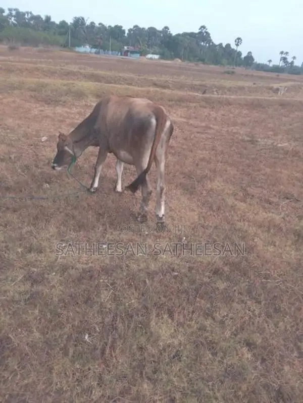 Farm Cows