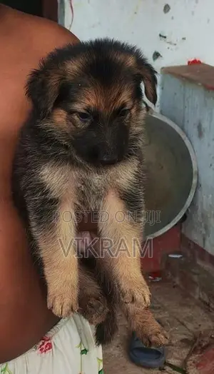 Lion Shepherd Puppies