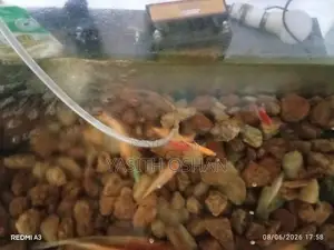 Fish Tank with Fishes