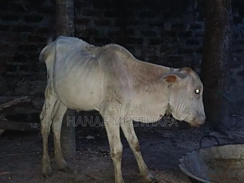 Farm Cows