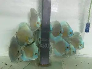 Discus Fish