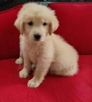 Golden Retriver Female Puppy