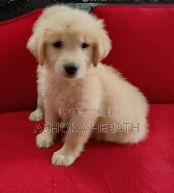 Golden Retriver Female Puppy
