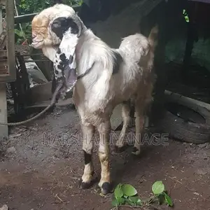 යමුනාපාරි එලුවන්