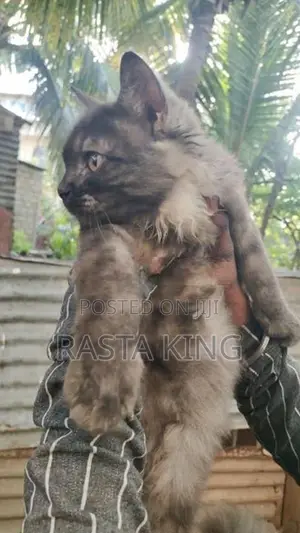 Persian Cat