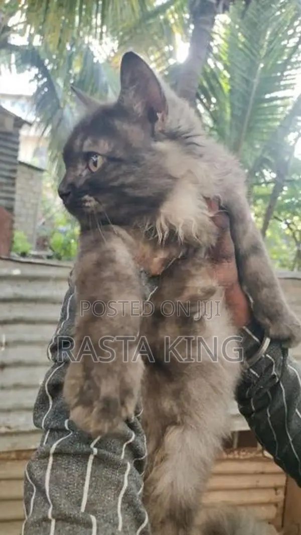Persian Cat