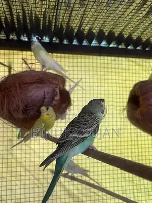 Love Birds