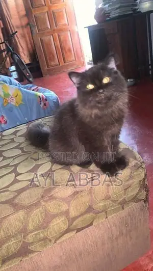 Big Born Pure Persian Male Kitten