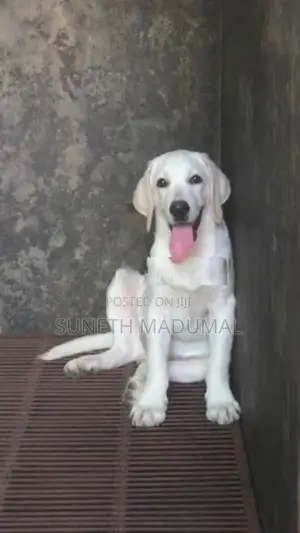 Labrador Puppy