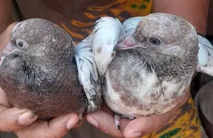 Pigeons