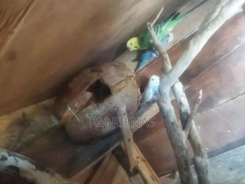 Love Birds
