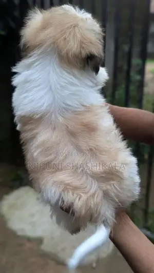 Shih Tzu Puppy
