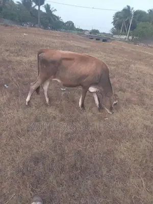 Farm Cows