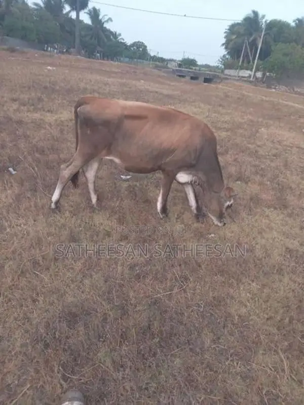 Farm Cows