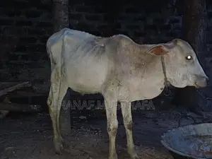 Farm Cows