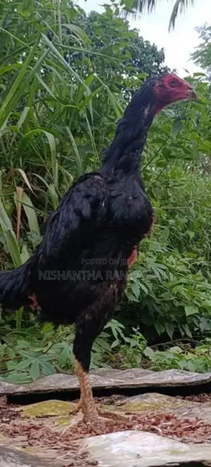 Shamo Hen
