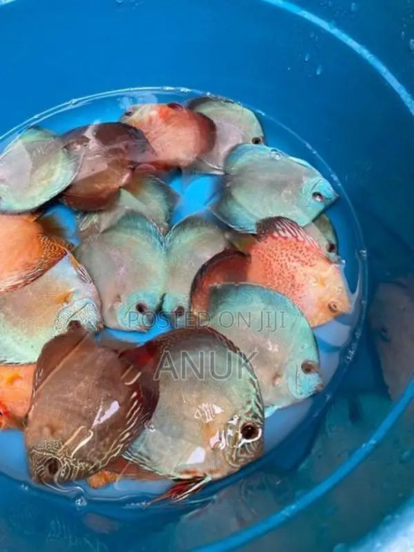 Discus Fish