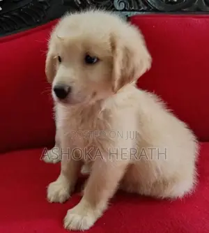 Golden Retriver Female Puppy