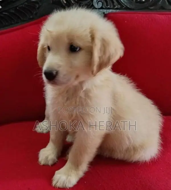 Golden Retriver Female Puppy